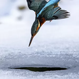 A female kingfisher (Alcedo atthis) fishing / diving into an ice hole in winter