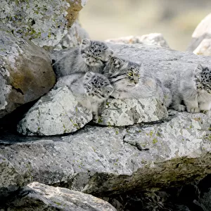 Female Pallass cat (Otocolobus manul) with three kittens at their den site, Mongolia