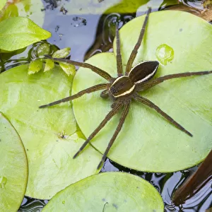 Fen raft spider / Great raft spider (Dolomedes plantarius) sub-adult. Norfolk Broads, UK, September