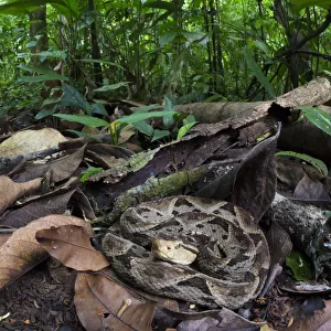 Fer-de-lance (Bothrops asper) camouflaged on the rainforest floor. Corcovado National Park