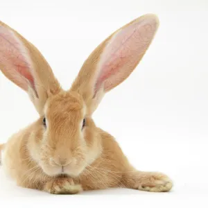 Flemish giant rabbit with ears erect