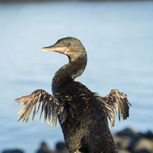 Cormorants Collection: Flightless Cormorant