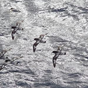 Flock of Cape petrels (Daption capense capense) in flight against the sea. Against the sun