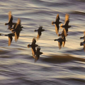 Flock of Dunlin (Calidris alpina) in flight at sunset over the Wash estuary, Snettisham