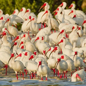 Flock of White ibis (Eudocimus albus) in breeding plumage, at rookery on water s