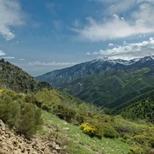 Forested mountains at Col de Mantet. Pyrenees Orientales, south west France. May 2018