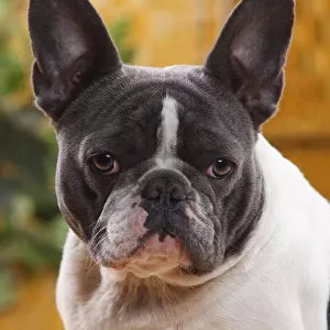 French Bulldog bitch with blue-white, aged one year