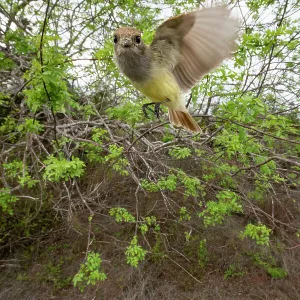 Galapagos flycatcher (Myiarchus magnirostris) in flight, Santiago Island, Galapagos National Park, Galapagos Islands