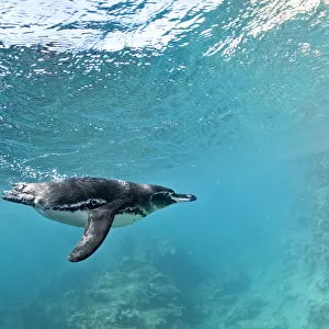 Penguins Glass Coaster Collection: Galapagos