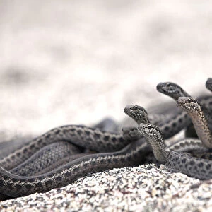 Galapagos racer snakes (Pseudalsophis biserialis) group alert watching for prey on beach