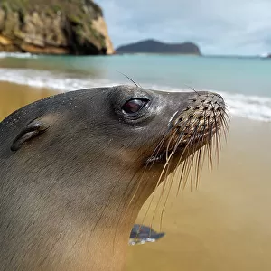 Galapagos sea lion (Zalophus wollebaeki) portrait. Galapagos Islands, Ecuador