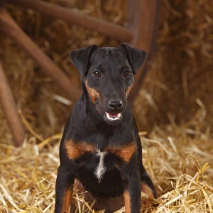 German Hunting Terrier, young bitch, age 9 months, sitting in straw