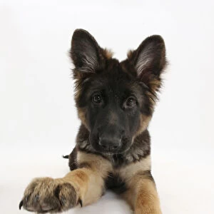German Shepherd Dog bitch pup, Coco, 14 weeks old, with raised paw