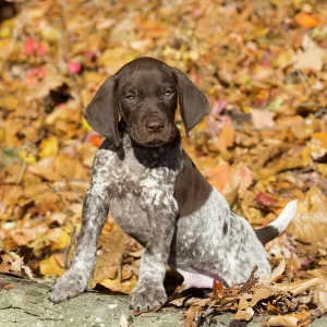 German shorthair pointer puppy, Pomfret, Connecticut, USA