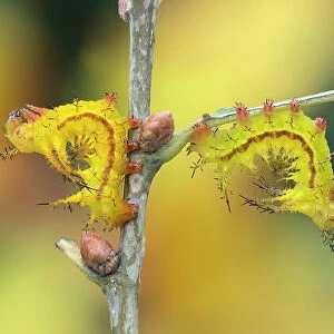 Two Giant silkworm (Eacles ormondei) moth larvae in typical resting posture, Izabal, Guatemala