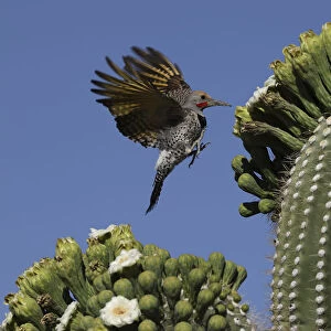 Woodpeckers Collection: Gilded Flicker