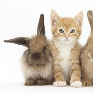 Ginger kitten, 7 weeks, sitting between two young Lionhead-Lop rabbits