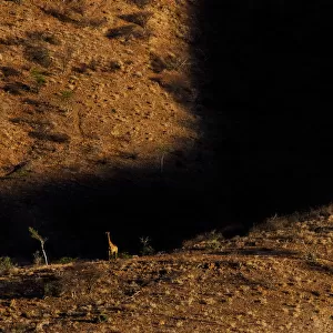 Giraffe (Giraffa camelopardalis) in mountainous habitat, Brandberg, Erongo, Namibia
