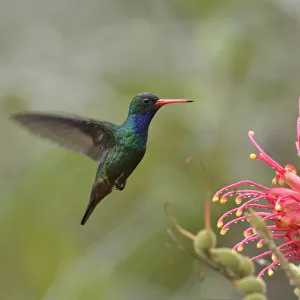 Hummingbirds Collection: Glittering Bellied Emerald