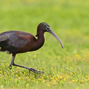 Glossy ibis (Plegadis falcinellus) in marshland. Donana National Park, Spain