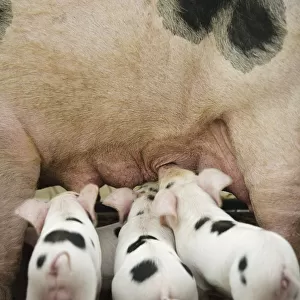 Gloucester old spot piglets (Sus scrofa domestica) suckling at the Cotswold Farm Show