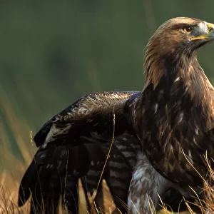 Golden eagle, 4th year male, Scotland. Captive bird