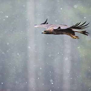 Golden eagle (Aquila chrysaetos) in flight through heavy snow, Czech Republic