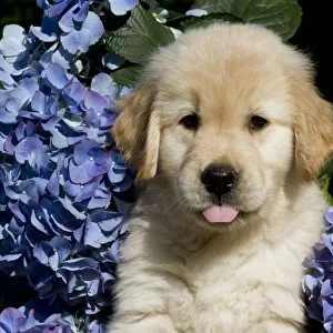 Golden Retriever puppy in blue flowers. USA