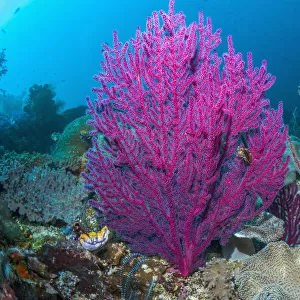 Gorgonian sea fans (Acalycigorgia sp) on coral reef at Raja Ampat, West Papua, Indonesia