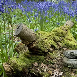 Grass snake (Natrix natrix) basking on tree stump among Bluebells, Hertfordshire, England