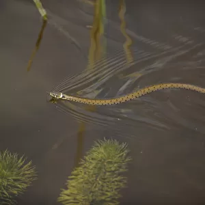 Grass snake (Natrix natrix) swimming through water, Wicken Fen, Cambridgeshire, UK, June