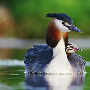 Great crested grebe (Podiceps cristatus) carrying chick on back, The Netherlands, May