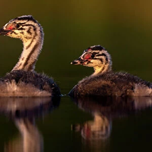 Two Great crested grebe (Podiceps cristatus) chicks on water in early morning light, Valkenhorst nature reserve, Valkenswaard, The Netherlands. June