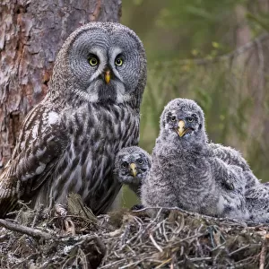 Great Grey Owl (Strix nebulosa) adult and chicks on nest. Nest frame is manmade