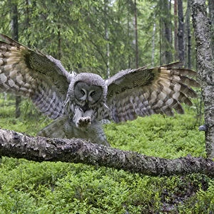 Great grey owl (Strix nebulosa) landing on branch, Oulu, Finland, June 2008
