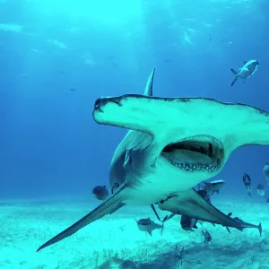 S Collection: Sharksucker