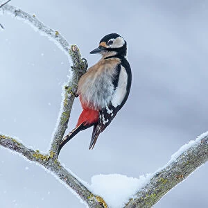 Great spotted woodpecker (Dendrocopos major) perched on a snow-covered branch, Germany. February