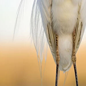 Great white egret (Egretta alba) detail of plumage and legs from the front, Pusztaszer