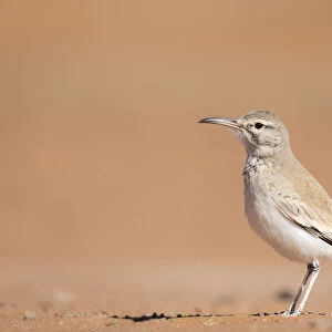 Greater hoopoe-lark (Alaemon alaudipes) standing on desert sand, Southern Morocco, Africa