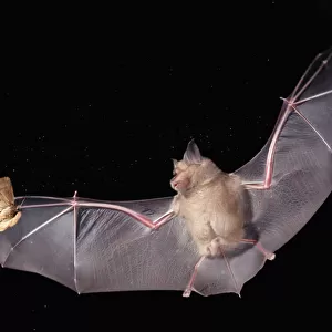 Greater horseshoe bat {Rhinolophus ferrumequinum} in flight hunting a moth at night