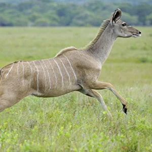 Greater kudu (Tragelaphus strepsiceros) female running, St Lucia Wetlands National Park