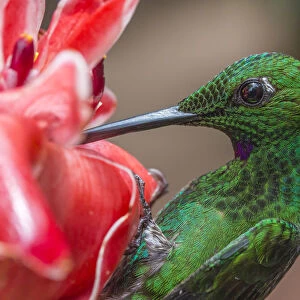 Green Fronted Hummingbird