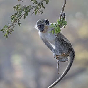 Green monkey (Chlorocebus sabaeus) swinging on branch, Gambia