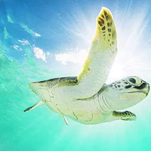 Green sea turtle (Chelonia mydas) swimming near surface in halo of light. The Bahamas