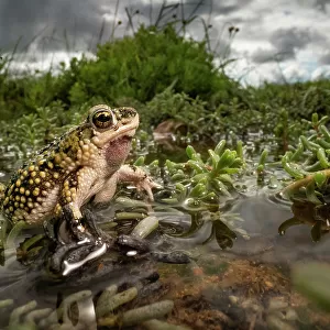 Green toad (bufo debilis) crawling over aquatic plants in shallow water, Texas, USA. June