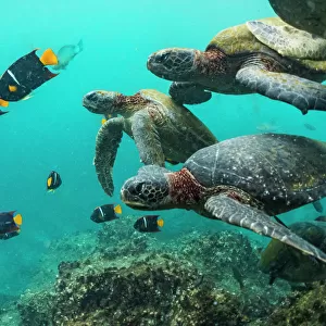 Green turtles (Chelonia mydas) swimming with angelfish, Punta Vicente Roca