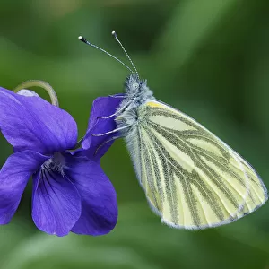Green veined white butterfly (Pieris napi) roosting on a Dog Violet flower, Hertofrdshire