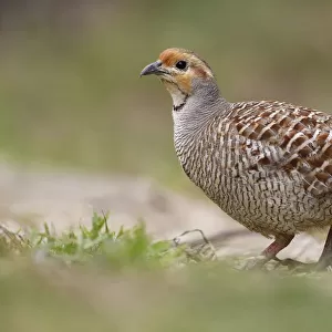 Phasianidae Collection: Grey Francolin