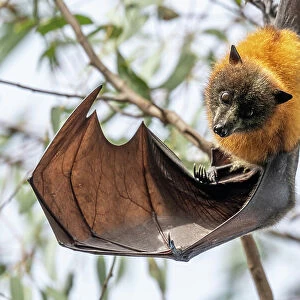 Grey-headed flying-fox bat (Pteropus poliocephalus) hanging from branch looking down with wing extended, Yarra Bend Park, Victoria, Australia. Cropped