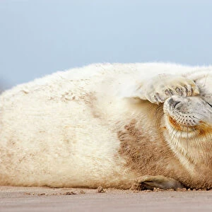 Grey seal (Halichoerus grypus) pup with flipper over one eye and both eyes closed. Donna Nook, Lincolnshire, UK. November